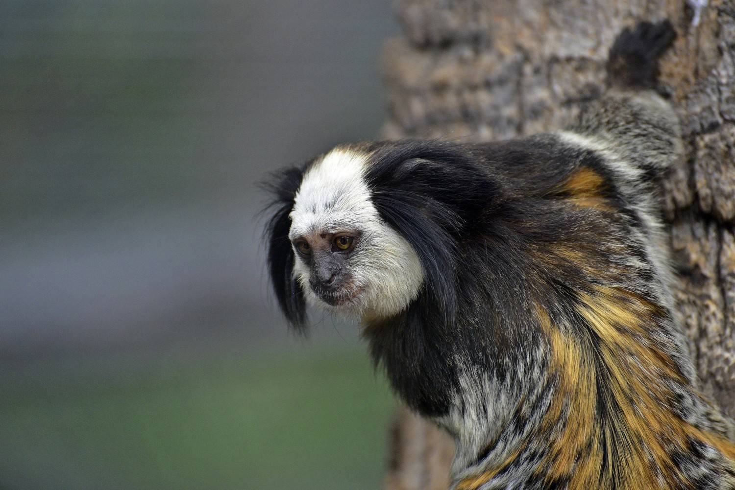 , Игорь Корнейчук