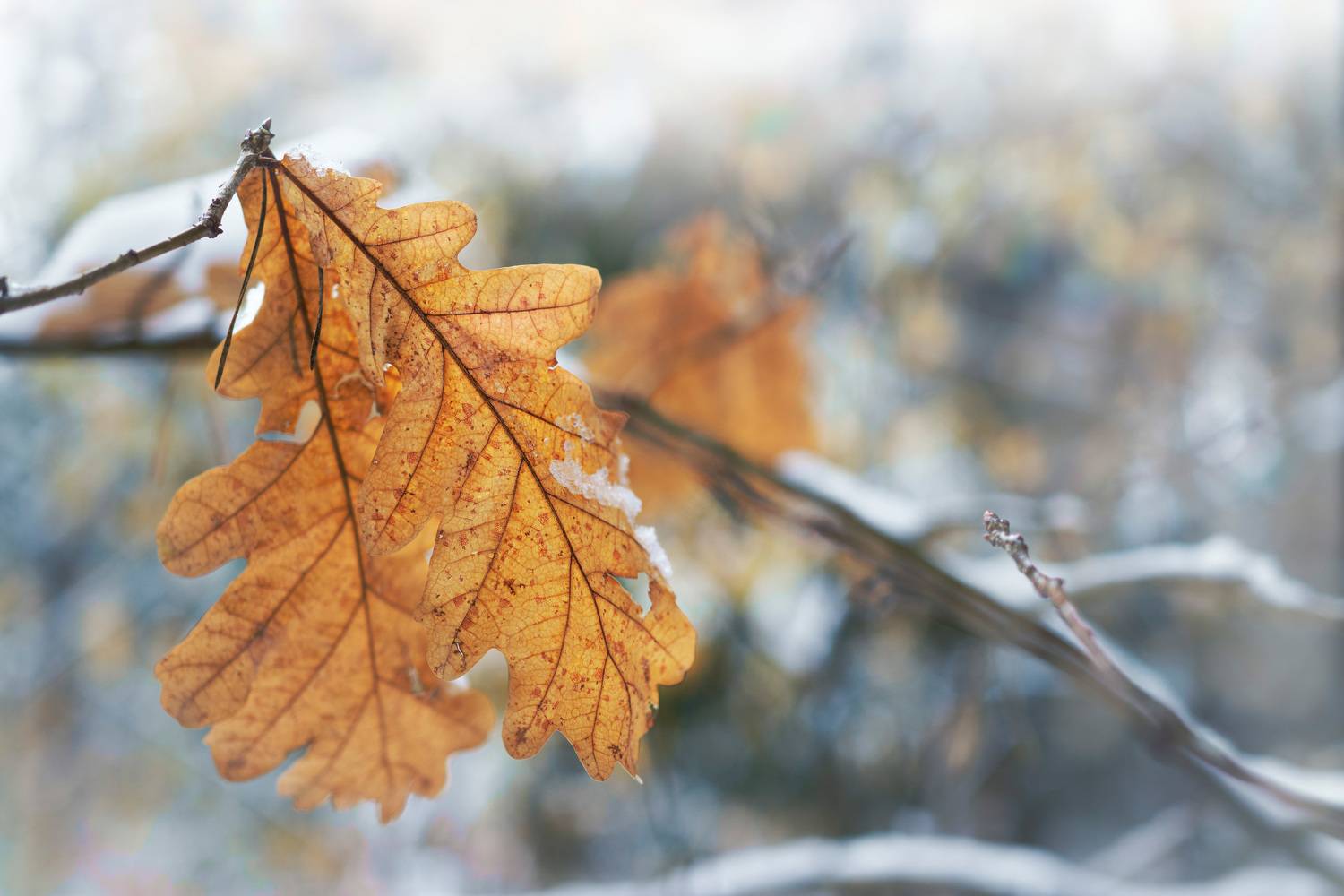 лист, Валерий Вождаев