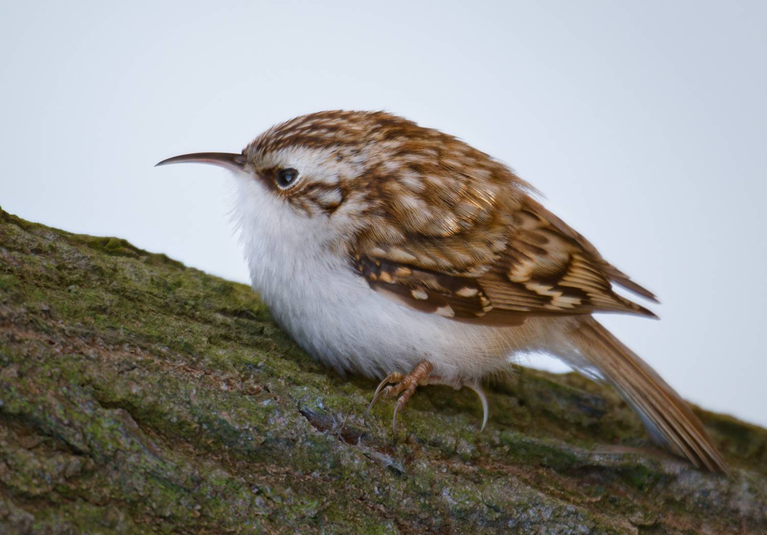 пищуха, птица, bird , Хилько Марина