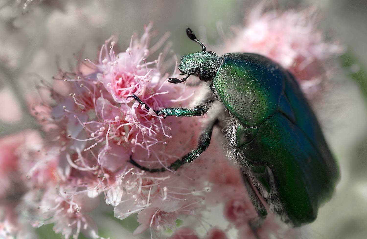 жук, июнь, Сергей Аникин