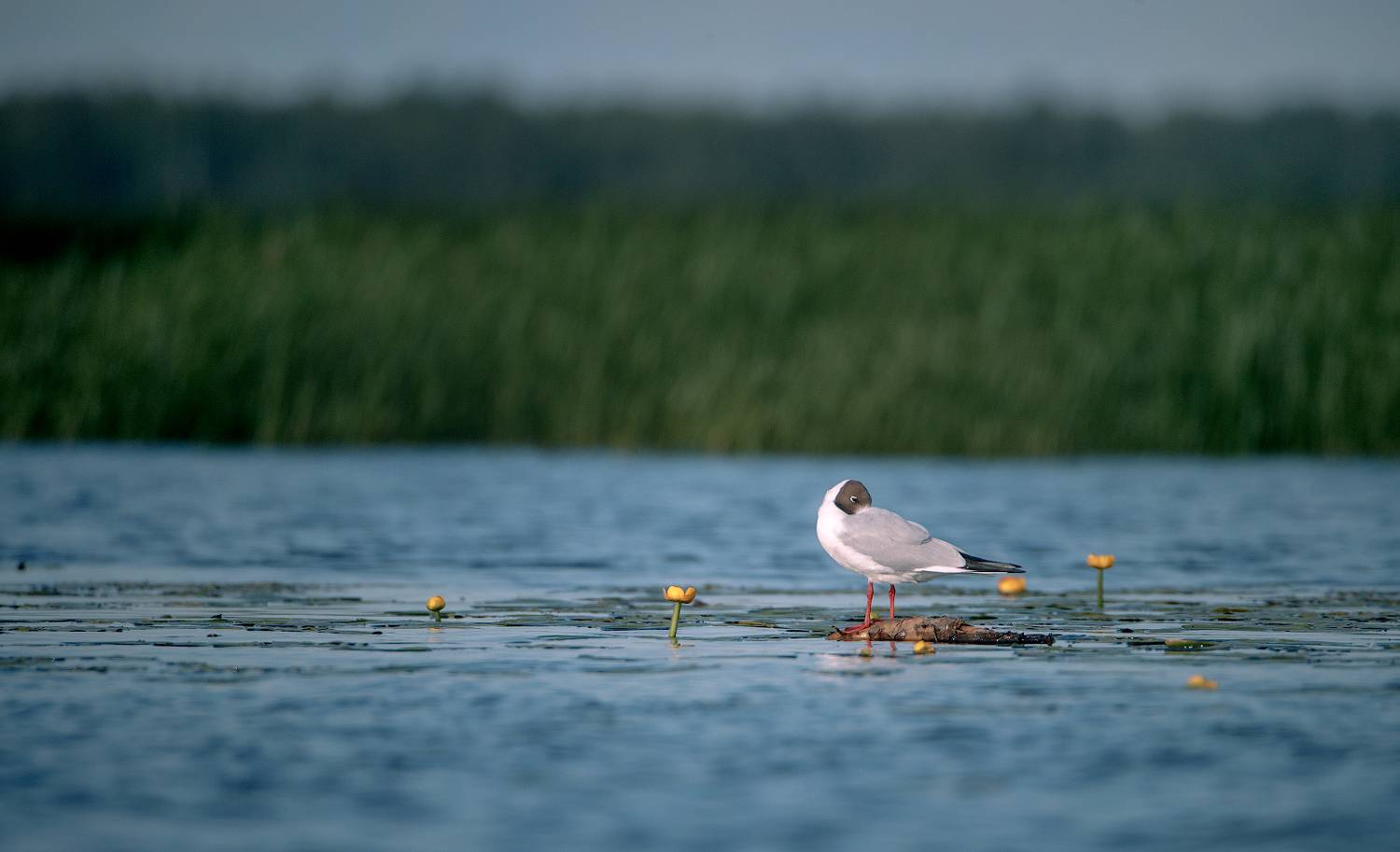 , Алексей Лобанов