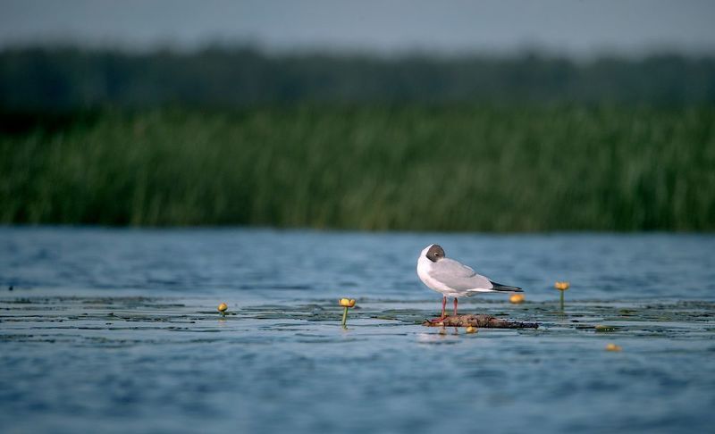 Озёрка фото превью
