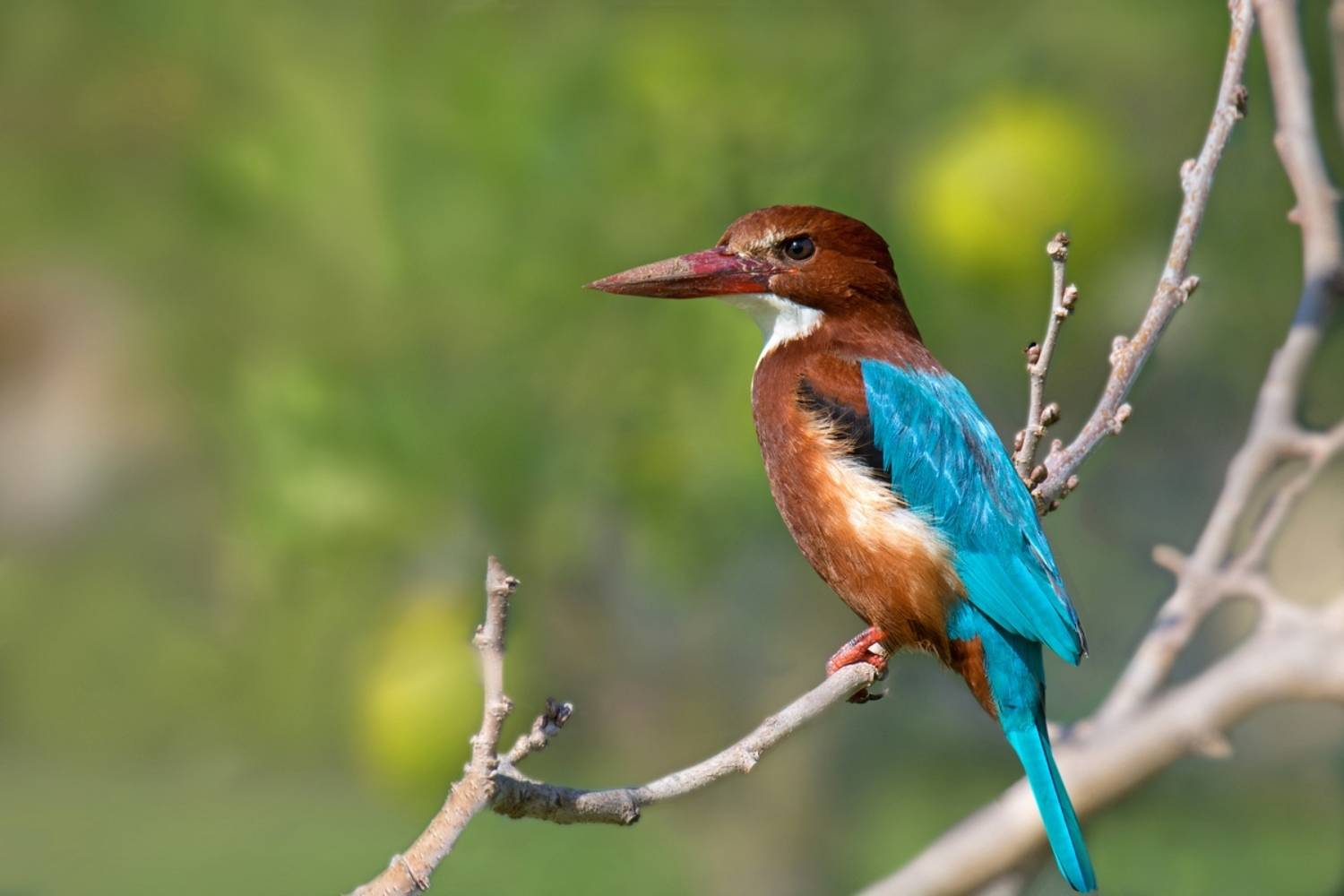 , Людмила Бекман