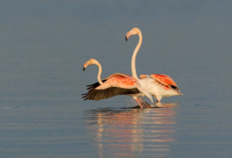 greater flamingo, phoenicopterus roseus flamingo фото превью