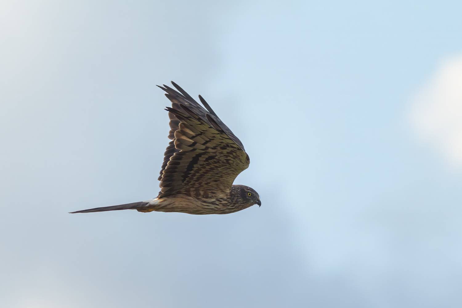 , Денис Пронин