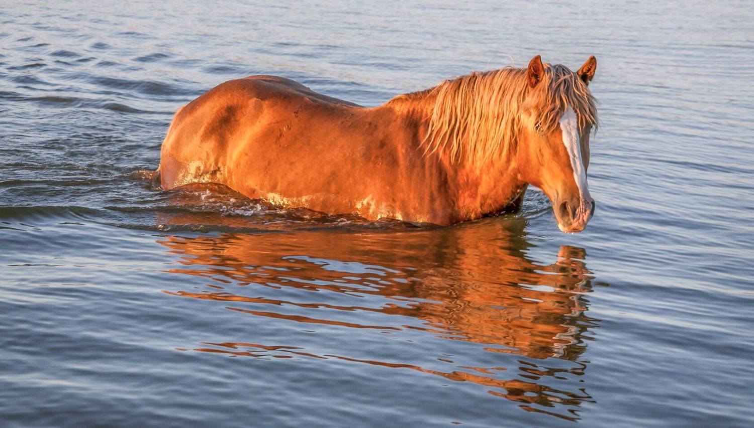 у села  камышово, Сергей цыбизов