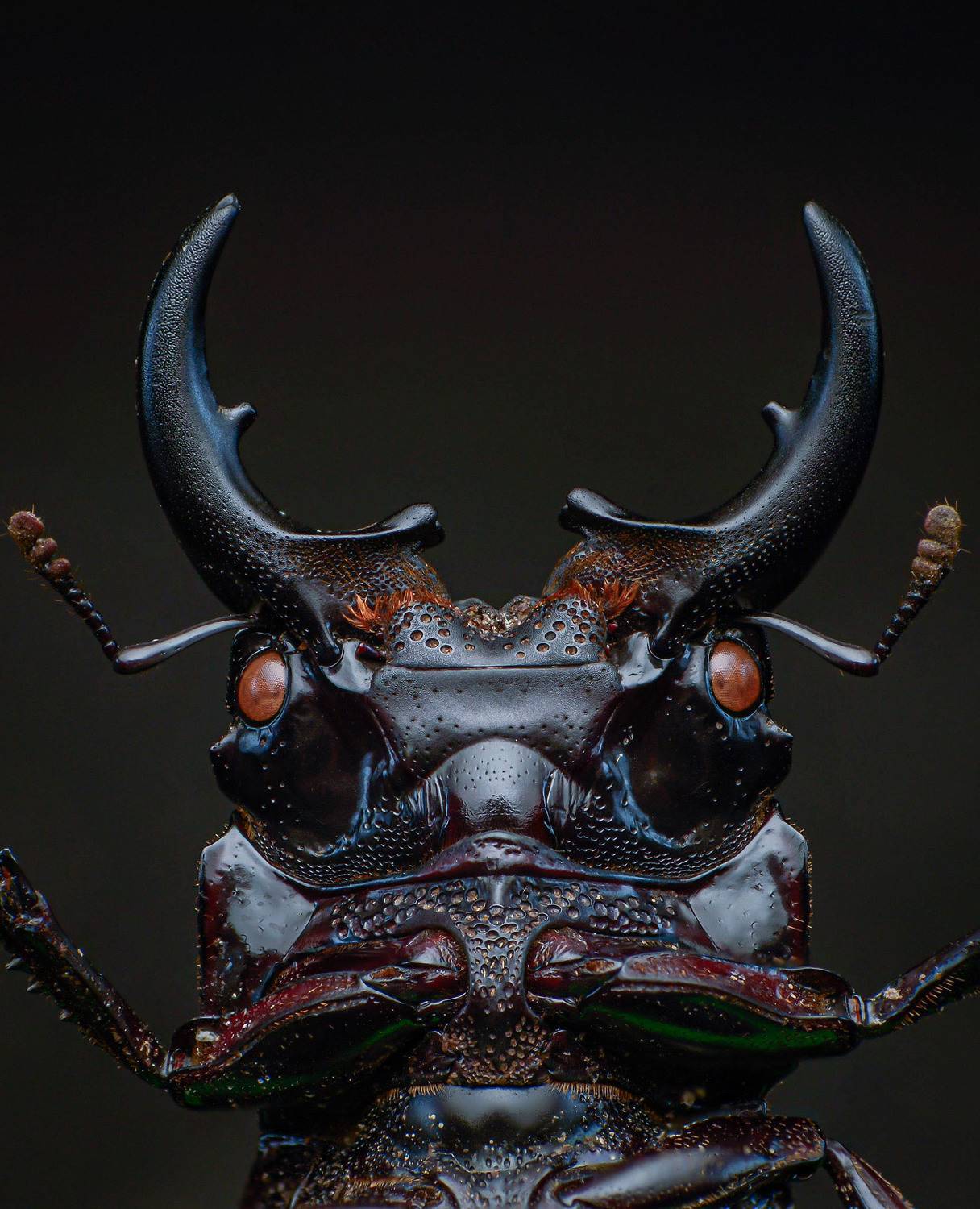 macro, nature, insect, beetle,, Celis Norman