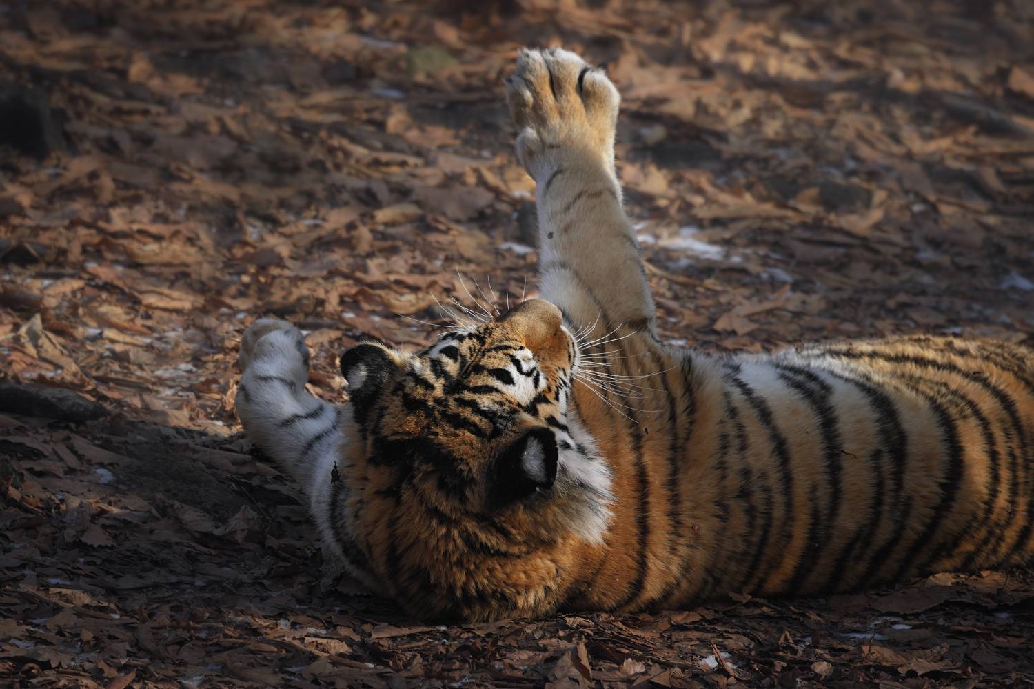 тигр, большие кошки, сафари, Андрей