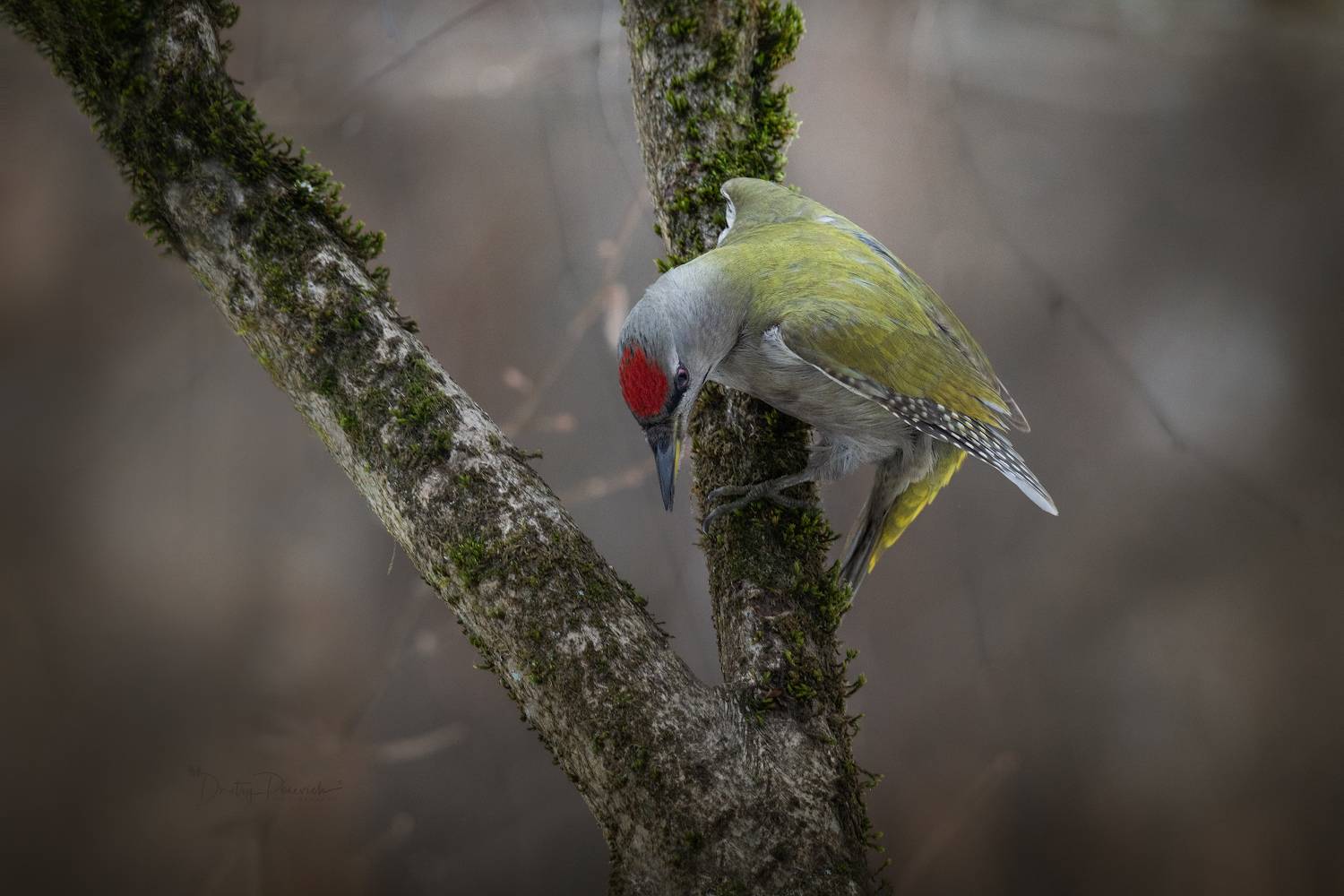 природа, лес, поля, огороды, животные, птицы, макро, Посевич Дмитрий