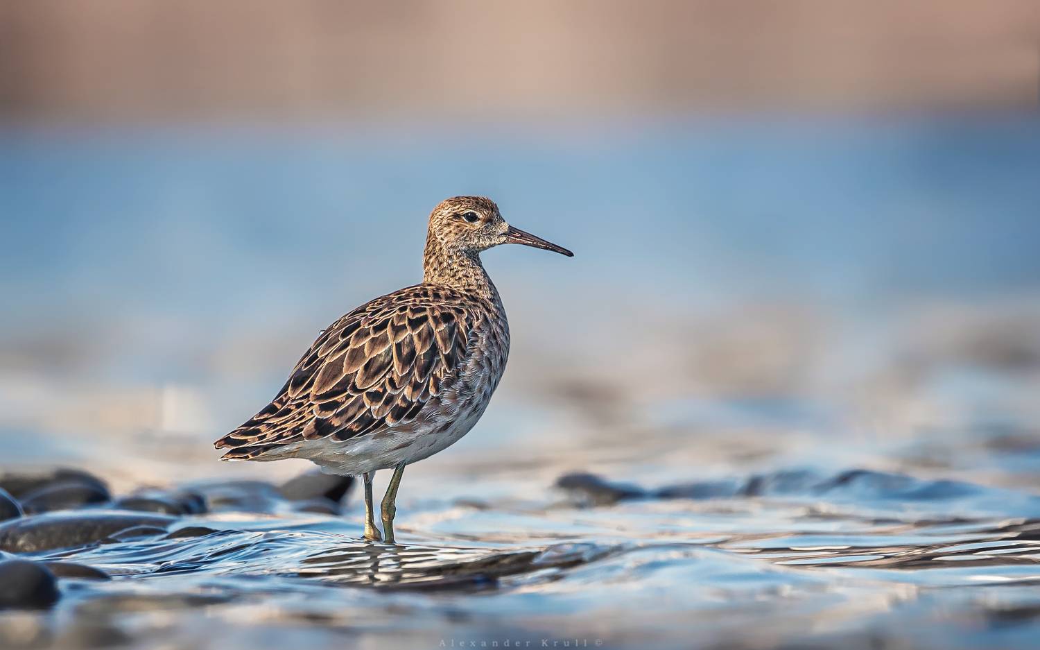 турухтан, philomachus pugnax, Круль Александр