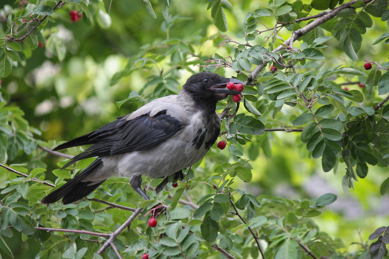ворона, серая ворона, corvus cornix, КарОл