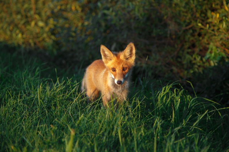 лиса, животные, лето, вечер Любопытная Варвара фото превью