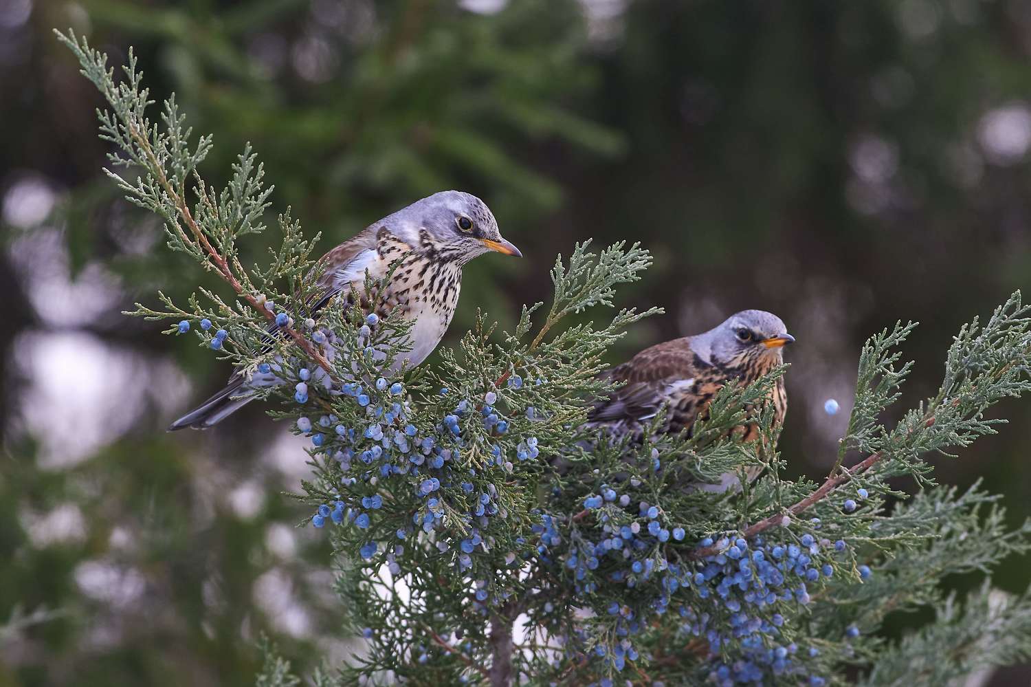 volgograd, russia, wildlife, bird, birds, birdswatching, , Павел Сторчилов