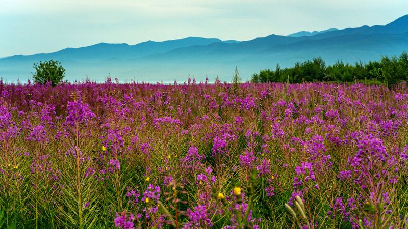 Кипрей цветёт фото превью