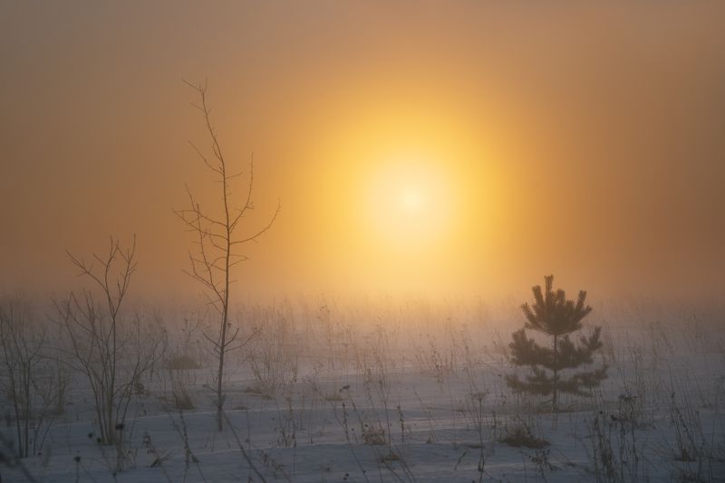 В морозном тумане фото превью
