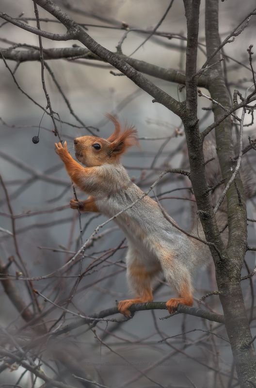 белка, белки, животные, crimea, animals Вишенка;) фото превью