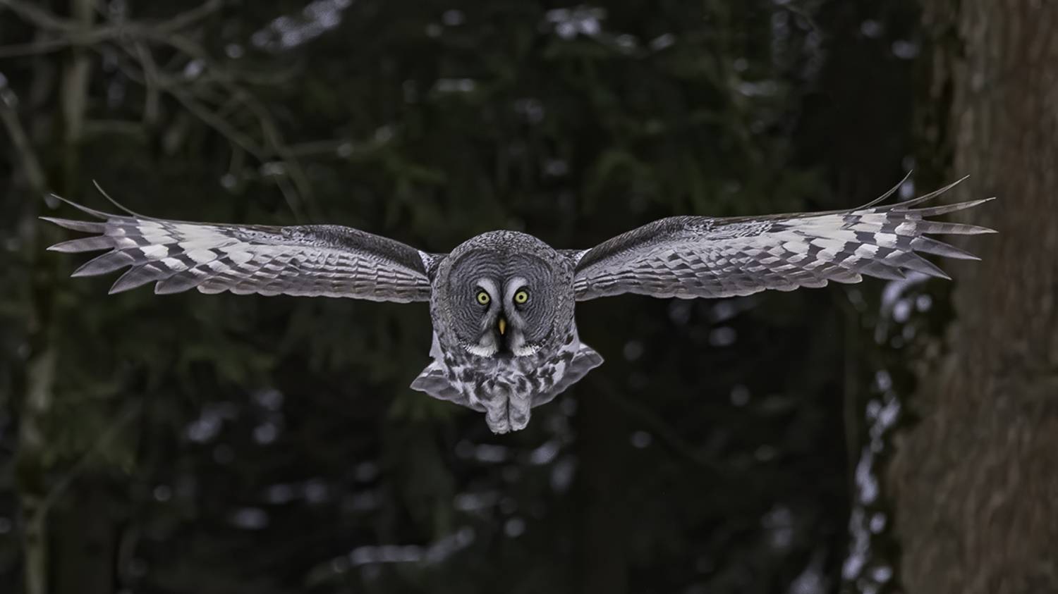 птица, лес, неясыть , Сытина Наталия