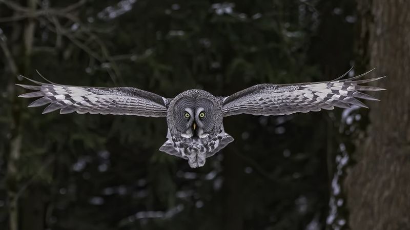 птица, лес, неясыть  Бородатая неясыть фото превью