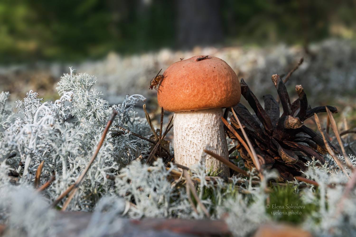 гриб, красноголовик, подосиновик, ягель, мох, макро, лес, тайга, муха, шишка, Соколова Елена