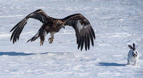 Хозяин неба