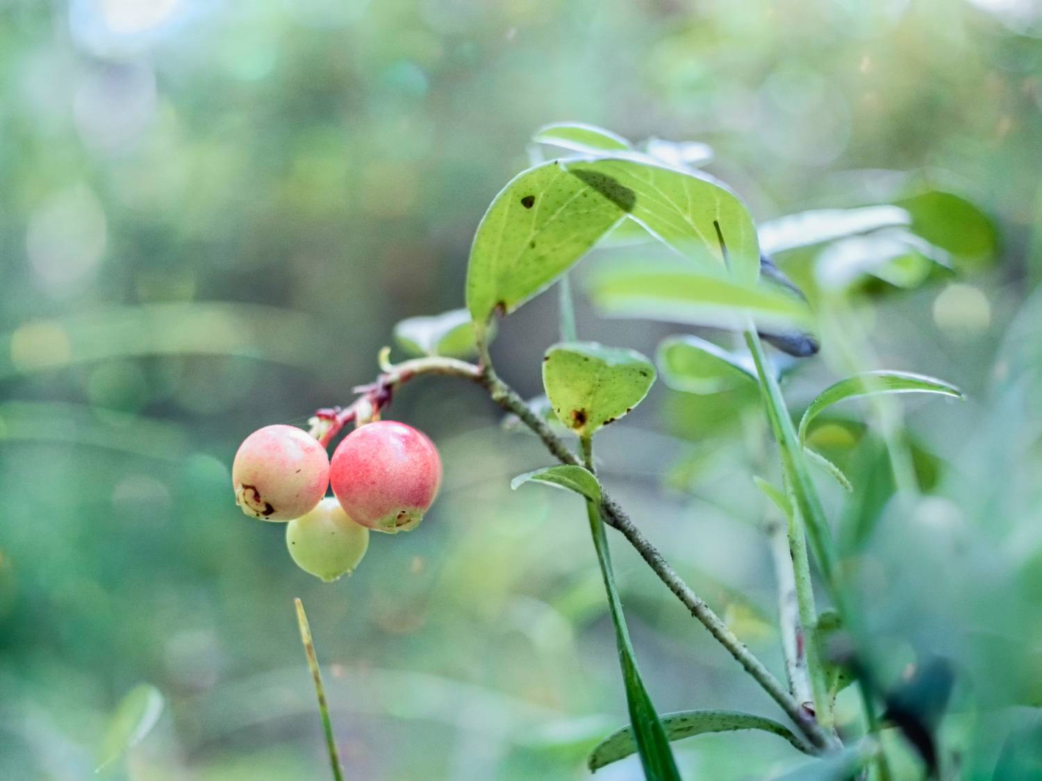 ягоды, лес, Валерий Вождаев