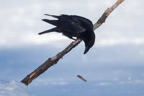 Они, самые интересные птицы на планете.