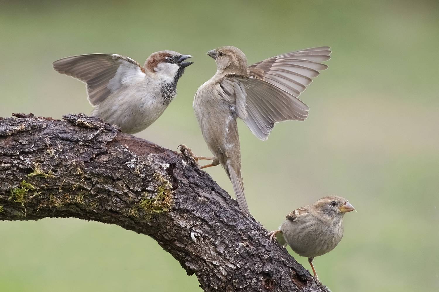 , Евгени Стефанов