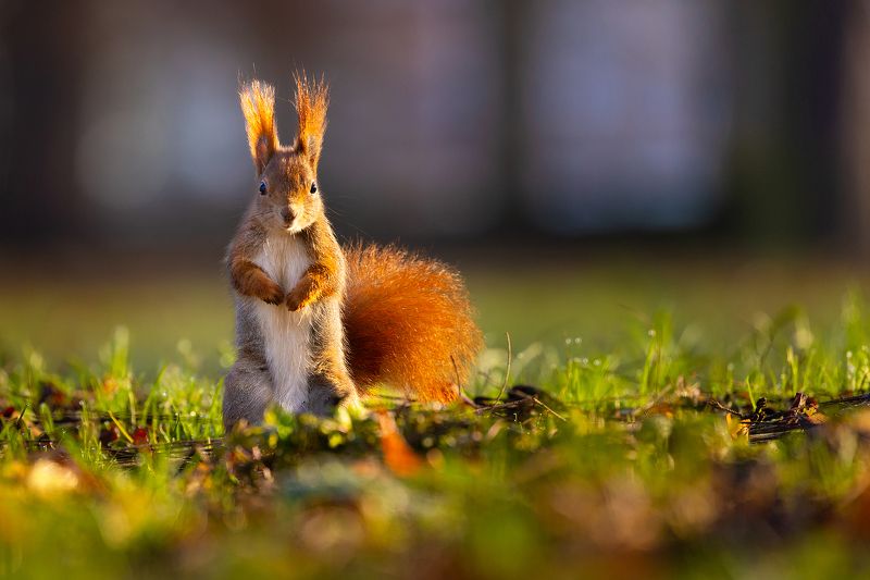 Squirrel фото превью
