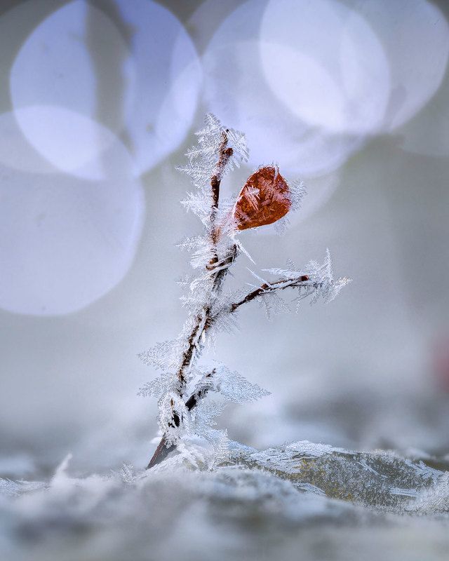 Зимнее макро фото превью
