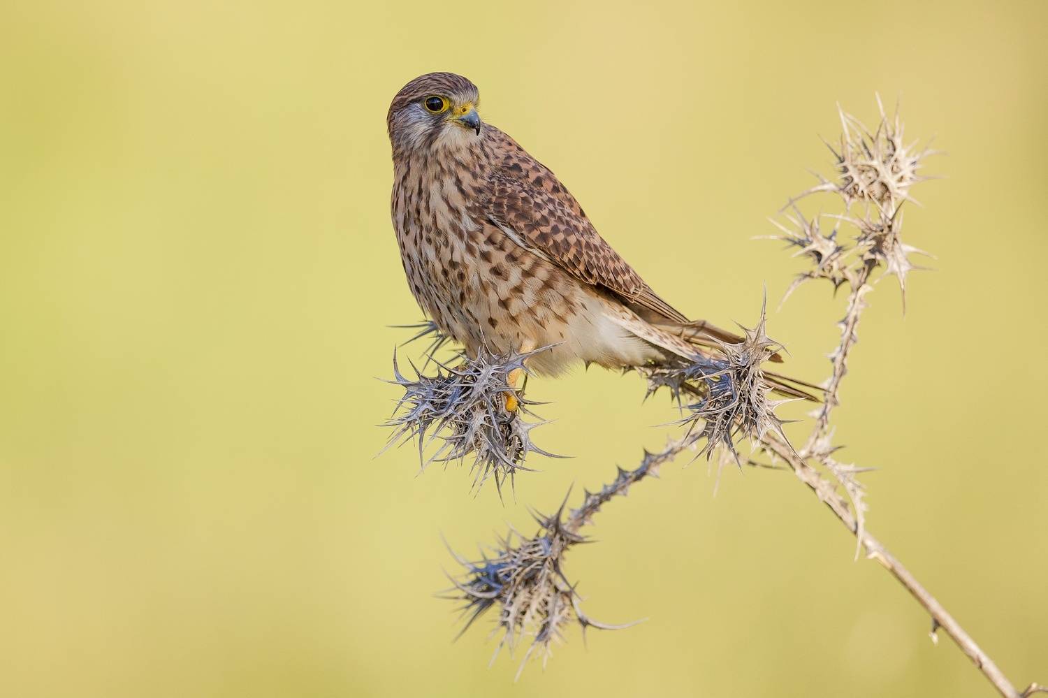 Common kestrel . Автор: David Manusevich , David Manusevich