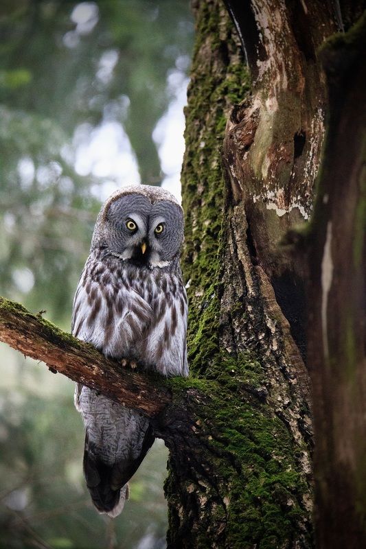 В дозоре фото превью