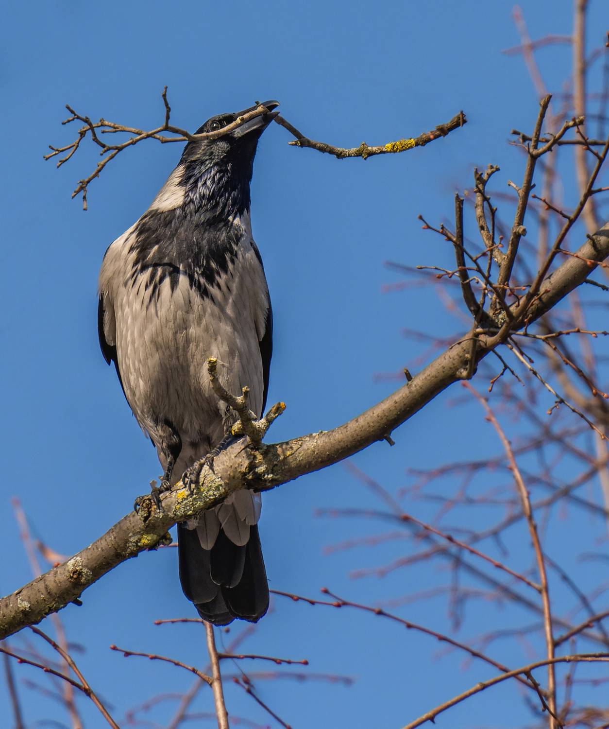 , Дэм Константин