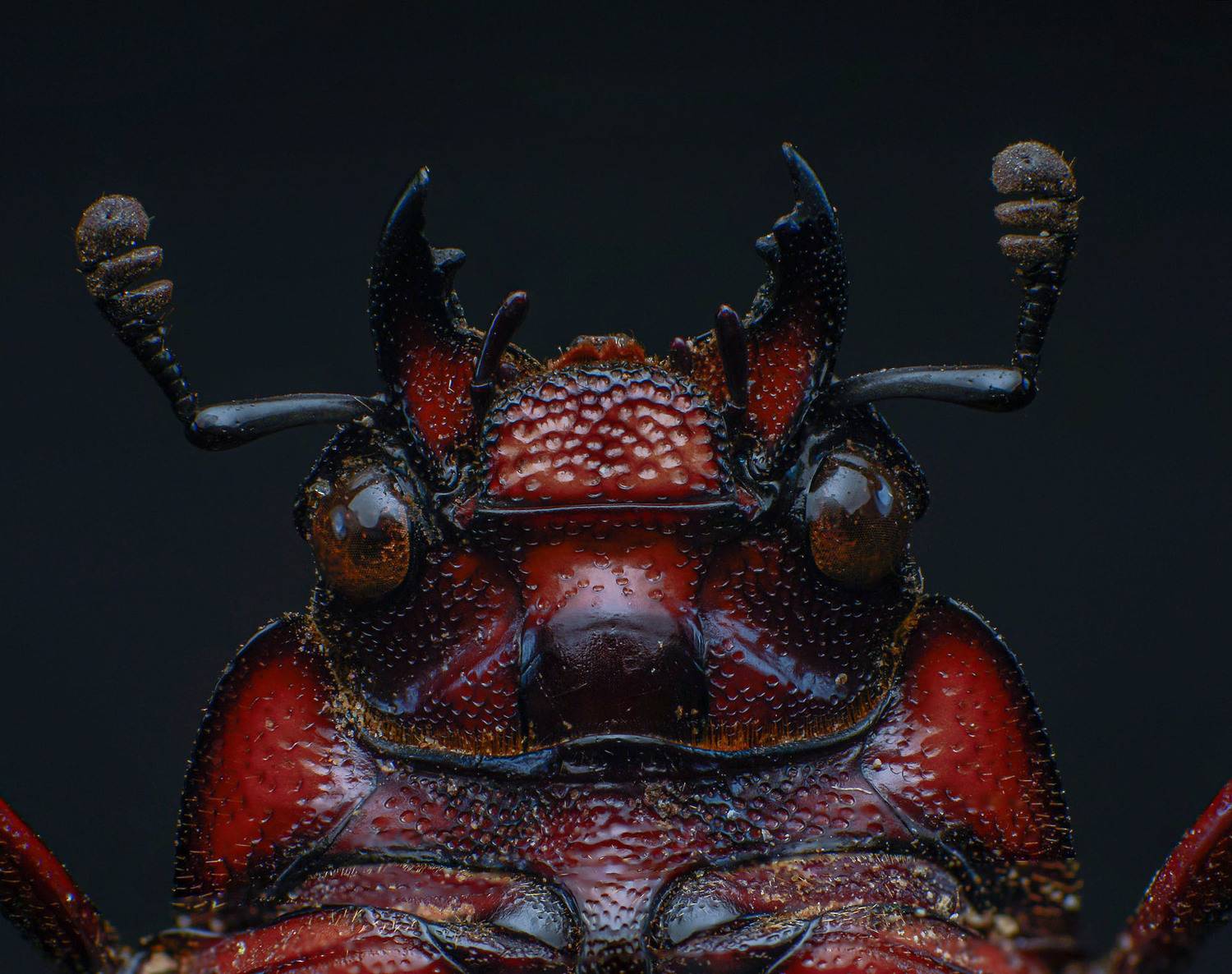 macro, nature, beetle, insect, closeup, Celis Norman