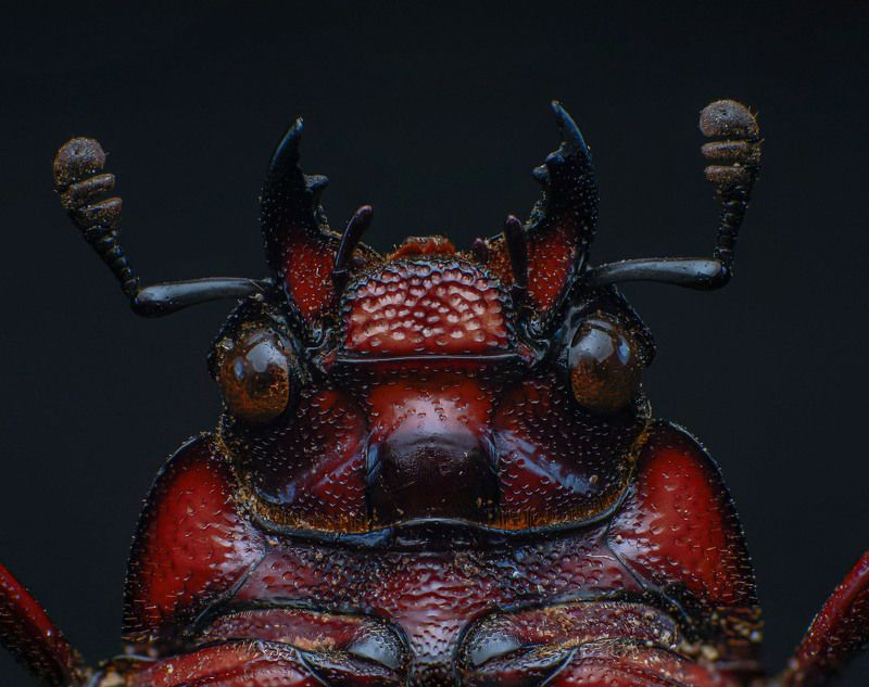 macro, nature, beetle, insect, closeup Beetle фото превью