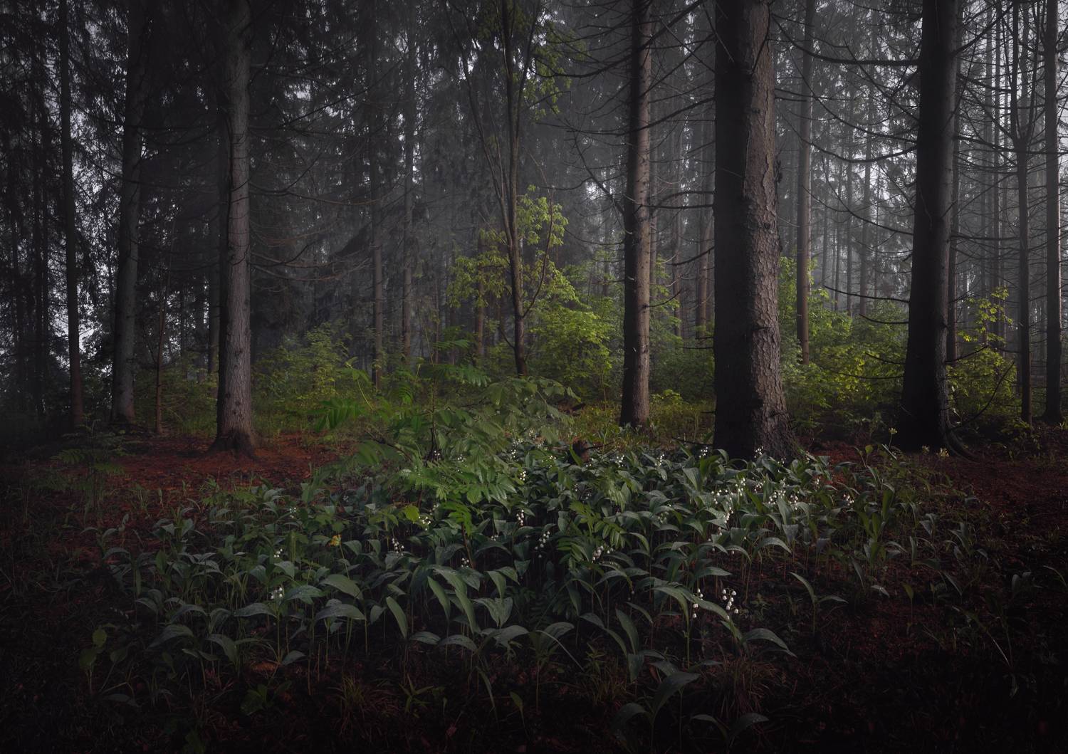 лес, свет, утро, природа, Баранов Олег