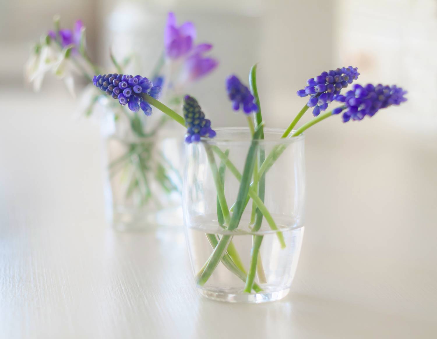 натюрморт,декор,мускари,март,весна,макро,цветы,флора,антонина яновска,ваза,canon eos m50,, Антонина Яновска