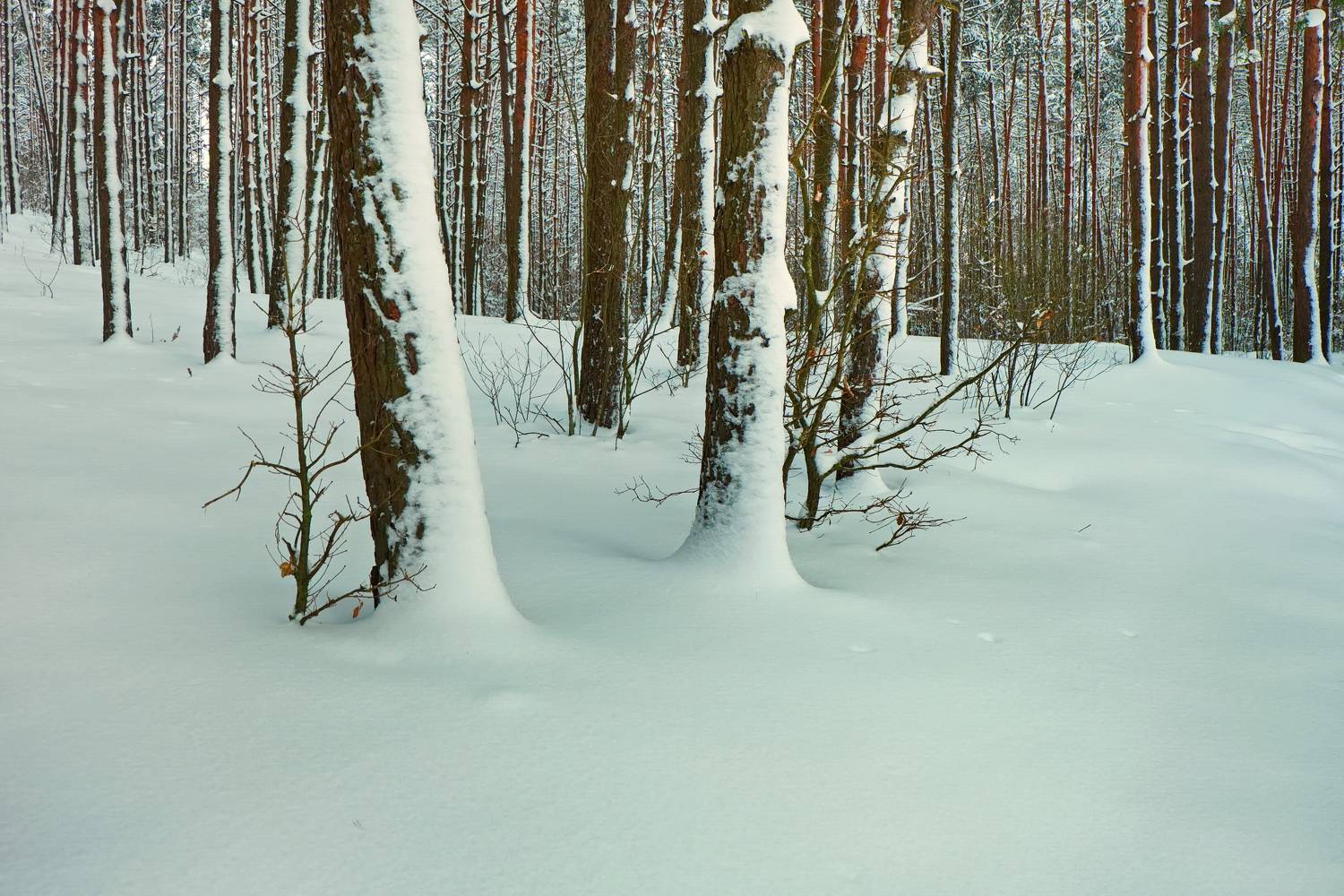 зима, снег, сосны, сметана, лучеса, Виктор Гурков