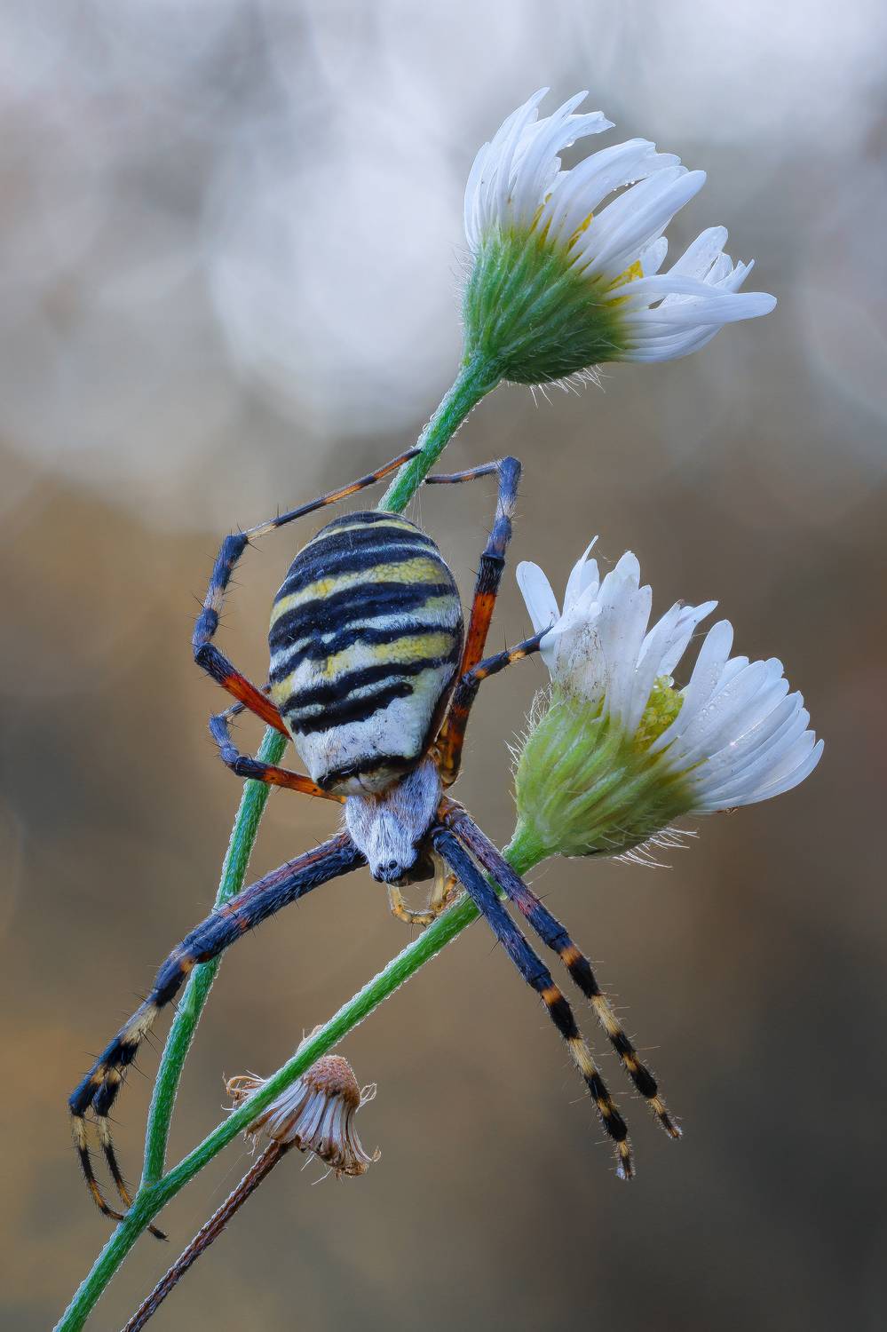 , Кузнецов Дмитрий