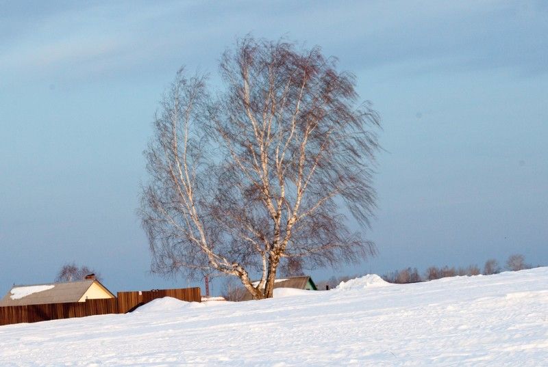 Одинокая береза фото превью