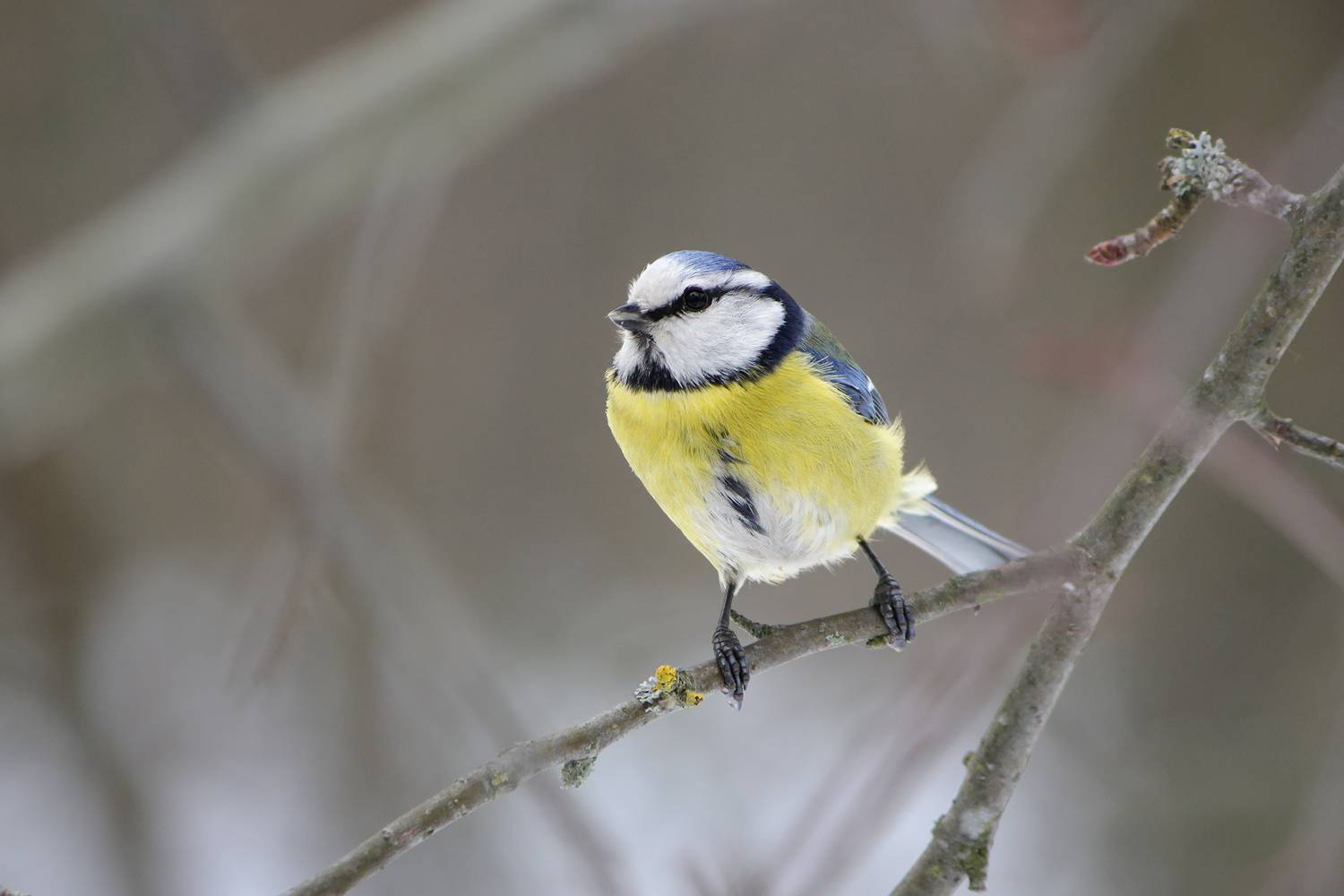 обыкновенная лазоревка, зелёная лазоревка, лазоревка, синяя синица, cyanistes caeruleus, КарОл