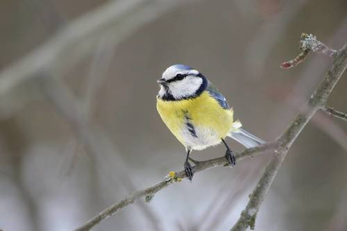 Обыкновенная лазоревка (Cyanistes caeruleus).