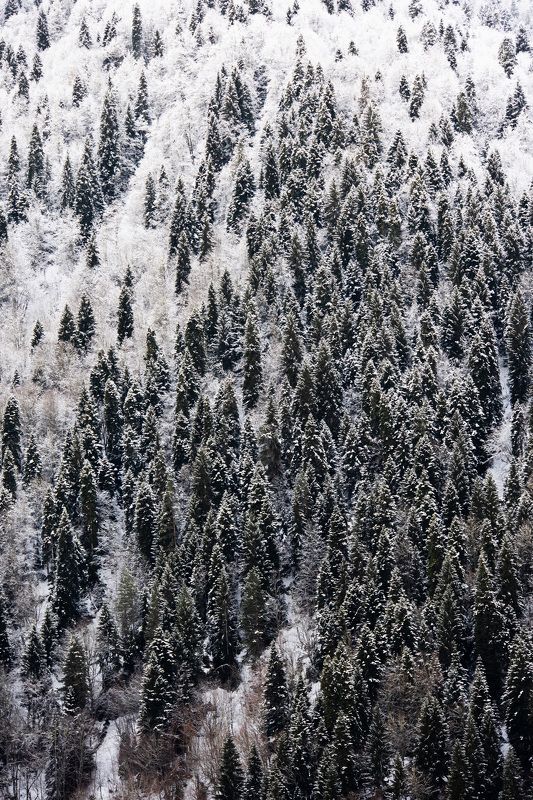 Зимний лес фото превью