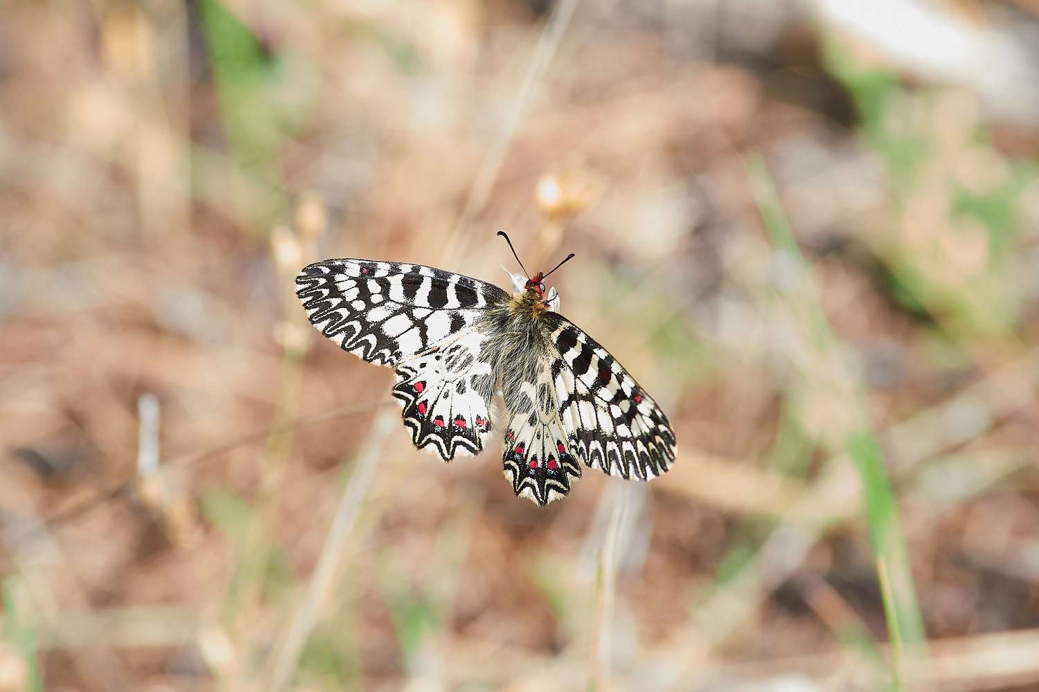 , Павел Сторчилов