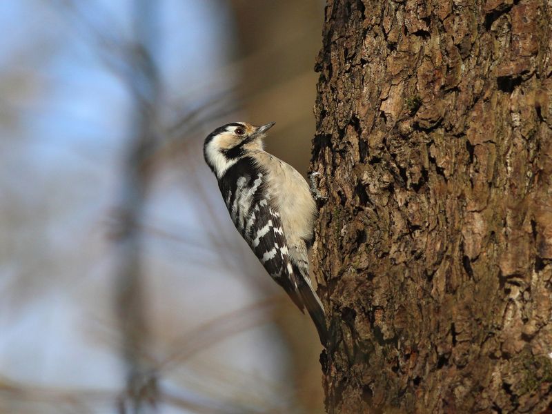 малый пёстрый дятел, дятел, dendrocopos minor, dendrocopos, lesser spotted woodpecker, woodpecker, парк имени макса ашманна Малая пёстрая фото превью