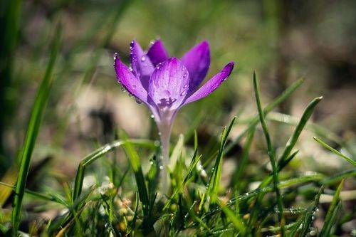 В царстве весенних крокусов.