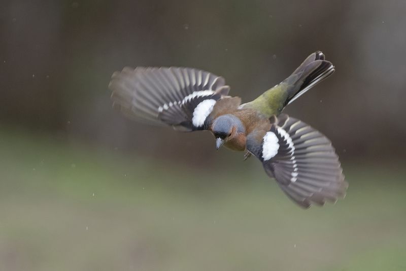 Зяблик под дождем фото превью