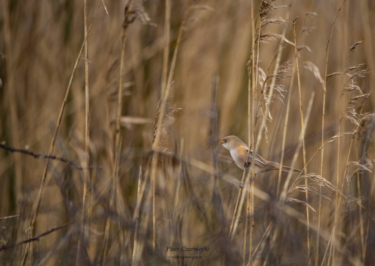 bearded tit, birds, animals, nikon, PIOTR CZARNIECKI