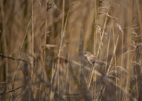 bearded tit 
