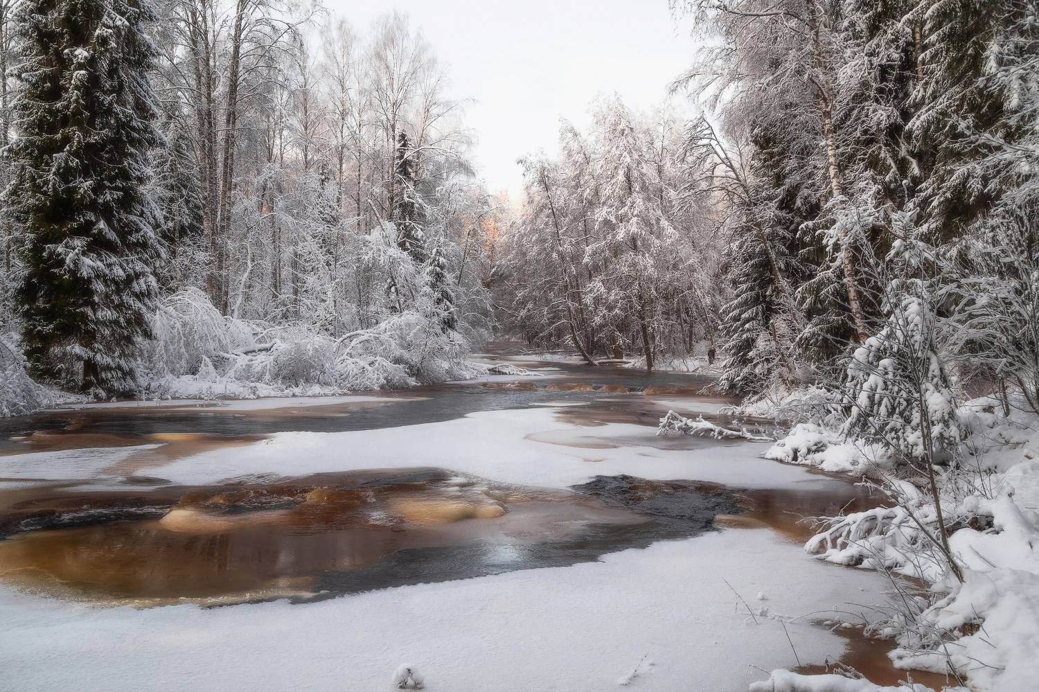 Линдуловская роща, Санкт-Петербург, Ленинградская область, природа России, Татьяна Кормашова