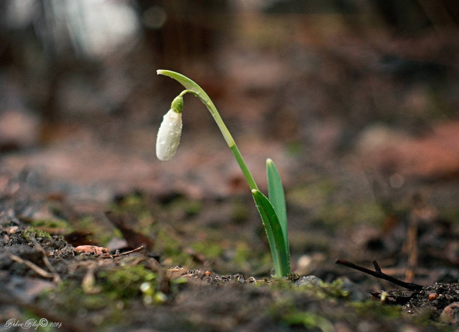 , Орлов Олег